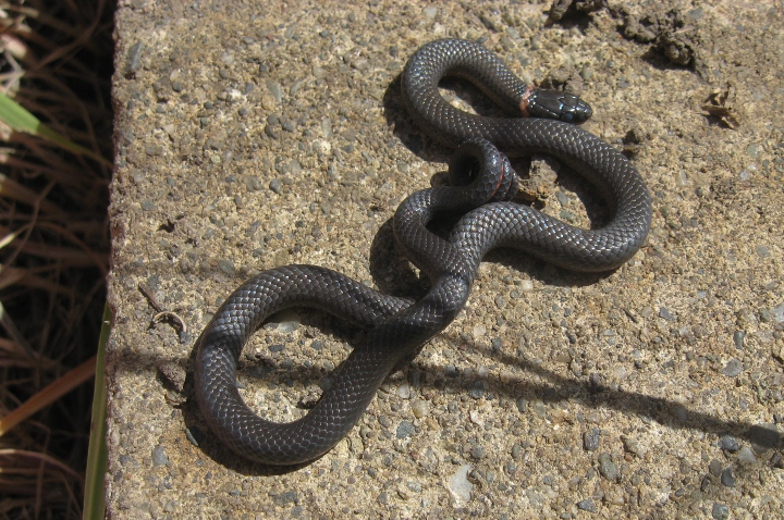 Pacific Ringneck Snake